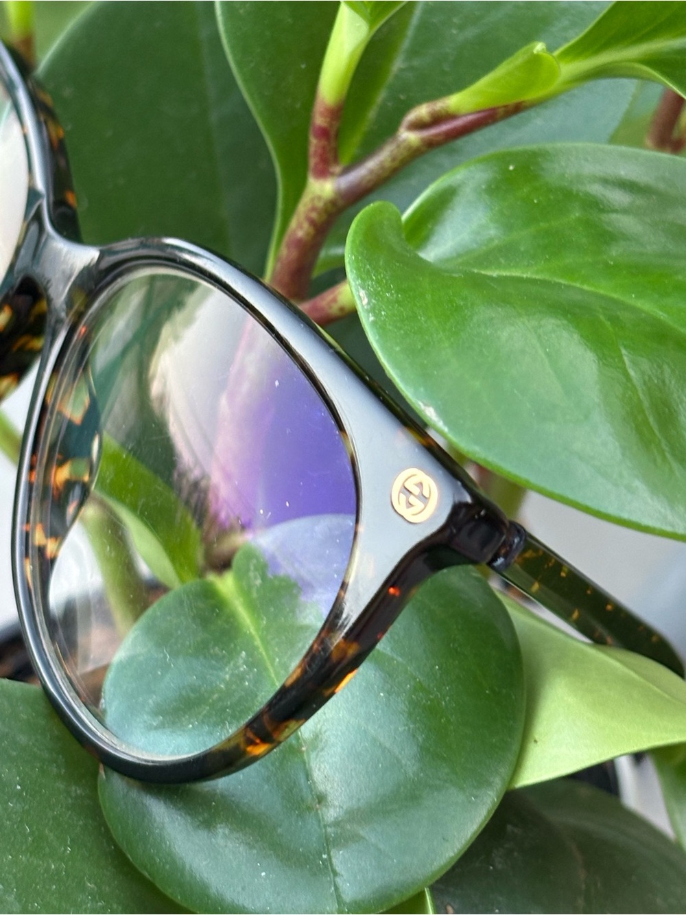Gucci Women's Tortoiseshell Round Sunglasses with Gold Logo Accent